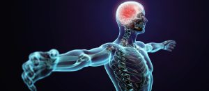 Neuromuscular Integration