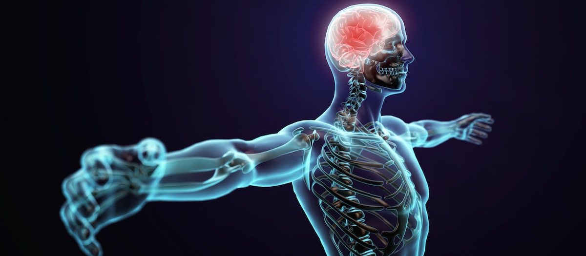 Neuromuscular Integration