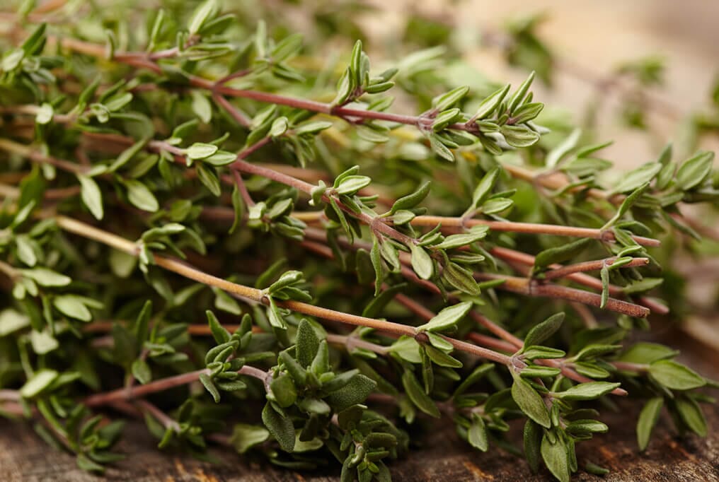 Thyme
